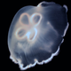 Image for article titled Jellyfish may be the most energy-efficient animals in the world